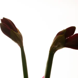 Flors 3