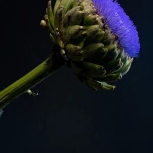 Flors 19