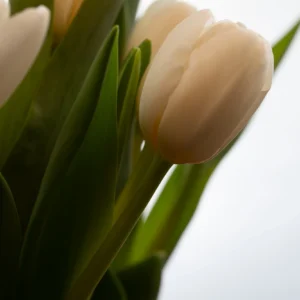 Flors 46