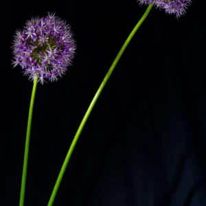 Flors 122