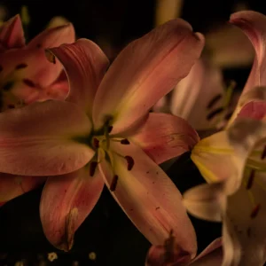 Flors 141