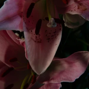 Flors 192